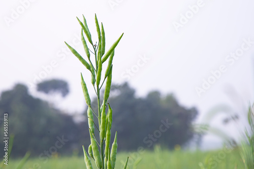 green raw rapeseed spike in the field with blurred background and copy space