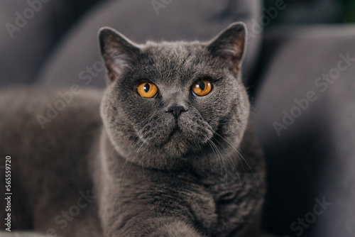 Relaxed British short hair cat lies on a grey couch with her back leg up in the air and her front paws together looking at the camera in a house in Edinburgh, Scotland, UK © Ксения Овчинникова