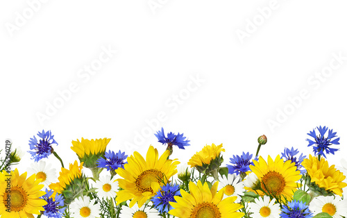 Fototapeta Naklejka Na Ścianę i Meble -  Sunflowers, daisy flowers and knapweeds in a border arrangement isolated on white or transparent background