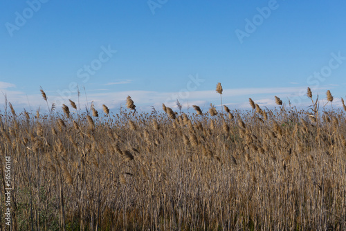 Blue sky and pampas dusters.