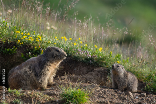Marmottes photo