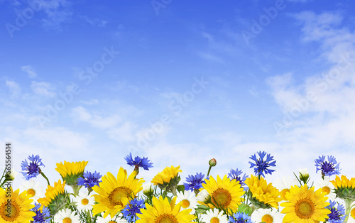 Sunflowers  daisy flowers and knapweeds in a border arrangement over blu sky