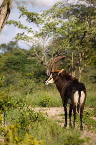 Sable antelope (Hippotragus niger). Mpumlanga. South Africa photo