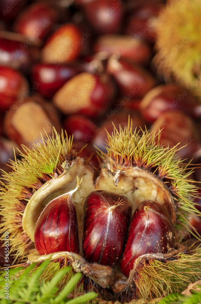 Ripe chestnuts close up. Fresh sweet chestnut. Castanea sativa top wiew. Food background. - Image Ripe chestnuts close up. Fresh sweet chestnut. Castanea sativa top wiew. Food background. - Image