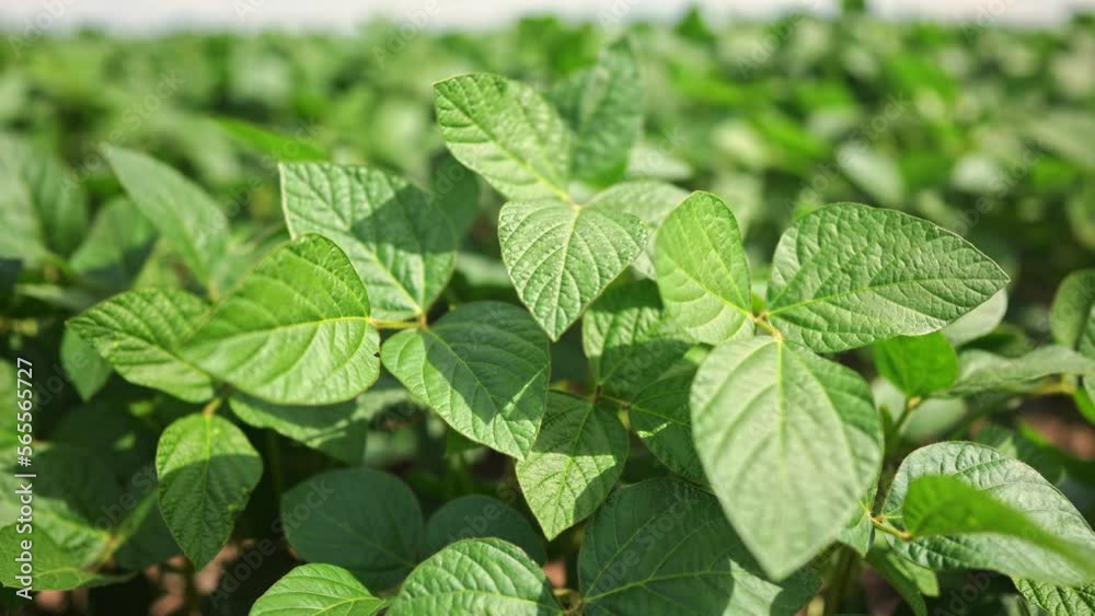 Agriculture. plantation a soybean field green bean plants close-up. business farming concept. soybean cultivation, vegetables lifestyle, plant care. movement for a green soybean field. bio farm Agriculture. plantation a soybean field green bean plants close-up. business farming concept. soybean cultivation, vegetables lifestyle, plant care. movement for a green soybean field. bio farm