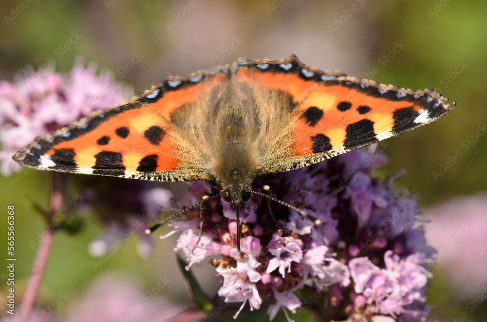 Obraz premium Small tortoiseshell butterfly