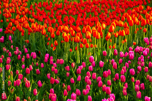 Blooming tulips. Spring floral background. Field of bright beautiful tulips close-up. Colorful tulips at the Holland Flower Festival. long banner © Vera