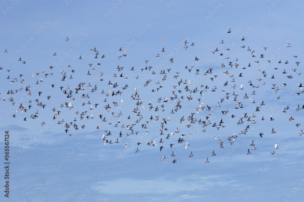 large number of homing pigeon flying against clear blue sky