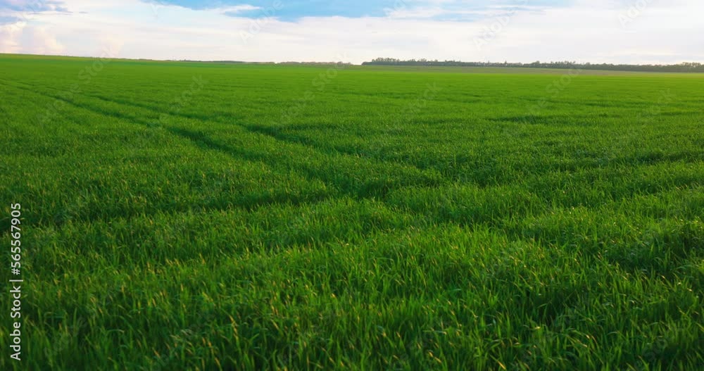 Green Sprouts Wheat in Field on Farm, Slow motion against the Background of Sunset. Agriculture. Farmland, Cultivation Plants Crop. Green Sprouts Wheat in Field on Farm, Slow motion against the Background of Sunset. Agriculture. Farmland, Cultivation Plants Crop.