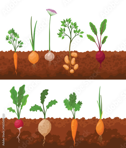 Vegetables growing in the ground. Plants showing root structure below ground level. Farm product for restaurant menu or market label. Organic and healthy food