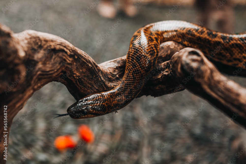 Wild snake python crawling on a tree branch in the wildlife Wild snake python crawling on a tree branch in the wildlife