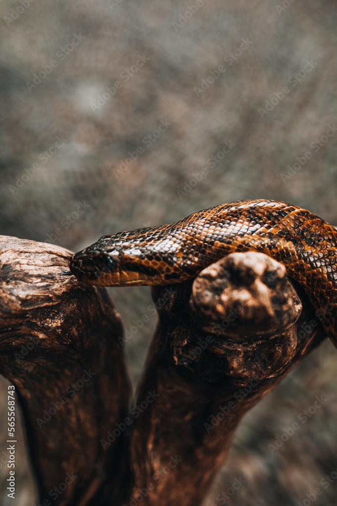 Wild snake python crawling on a tree branch in the wildlife. Vertical Wild snake python crawling on a tree branch in the wildlife. Vertical