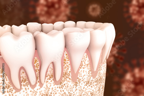 Dental anatomy, tooth structure. 3d illustration