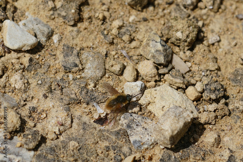 Closeup of a Bombylius venosus gray hairy bee fly sitting on stones on the ground with spread wings
