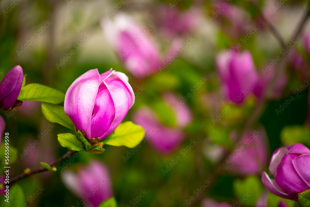 Blooming magnolia in spring. Beautiful buds of pink flowers close-up with blurred space for text. Blooming magnolia in spring. Beautiful buds of pink flowers close-up with blurred space for text.