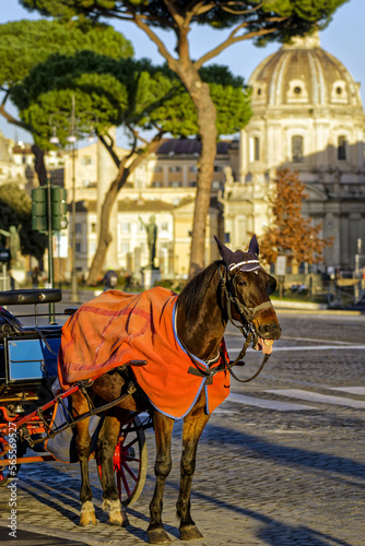 Calèche touristique dans une rue de Rome