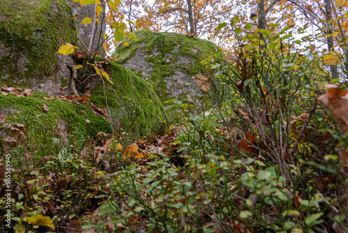 Stimmungsaufheller, Freude über die schönen Farben des Herbstes, Ruhe und Entspannung, die man in der Natur findet, Dankbarkeit für das, was man hat, Wehmut über das Ende des Sommers in der Blockheide photo