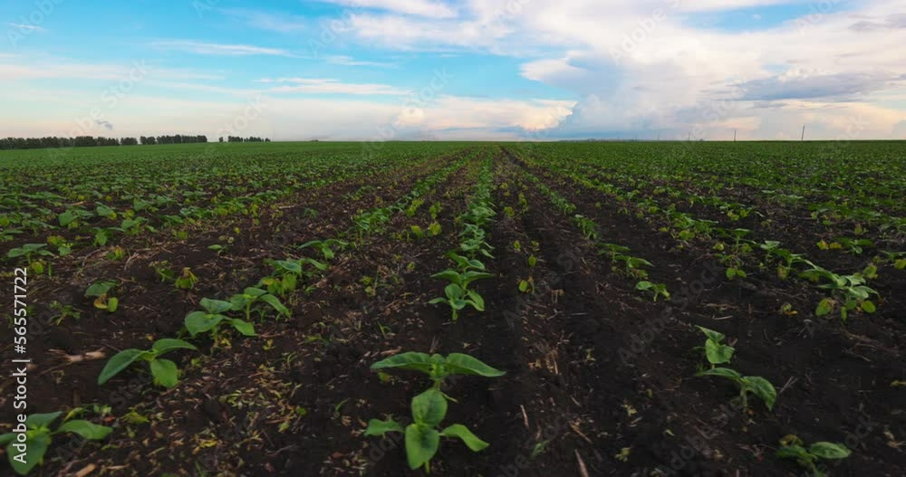 Green Sprouts Sunflower in Field on a Farm, Slow motion. Agriculture. Farmland, Cultivation Plants Crop. Green Sprouts Sunflower in Field on a Farm, Slow motion. Agriculture. Farmland, Cultivation Plants Crop.