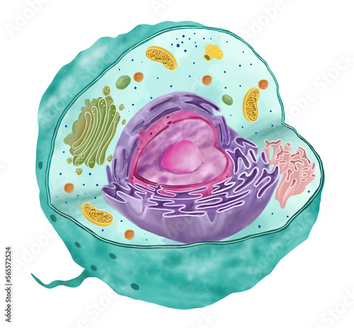 Animal cell structure. Anatomy of cell. Medical illustration. Nucleus, ribosome, endoplasmic reticulum