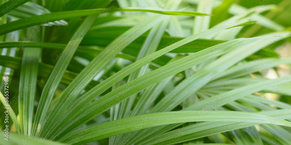 Lady palm or Bamboo palm leaves on natural light blurred background. Lady palm or Bamboo palm leaves on natural light blurred background.