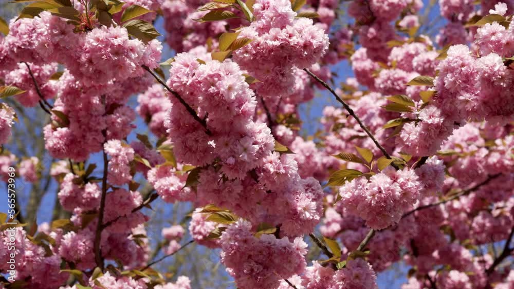 slow motion of spring blossoming sakura, japanese tree slow motion of spring blossoming sakura, japanese tree