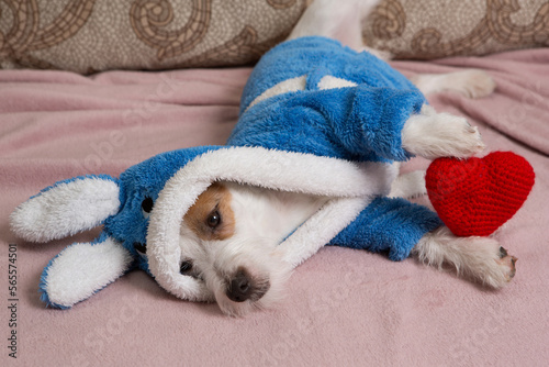Dreamy puppy in a terry bathrobe, lies on the sofa, holds a red heart in its paws © aneduard