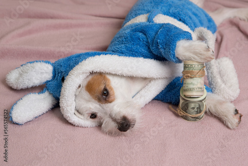 White small dog in a terry bathrobe, lies on its side, holding two rolls of dollars in its paws, concept © aneduard