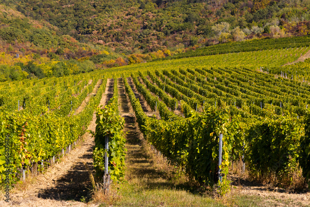 Autumn vineyard, Tokaj region, Great Plain and North, Hungary
