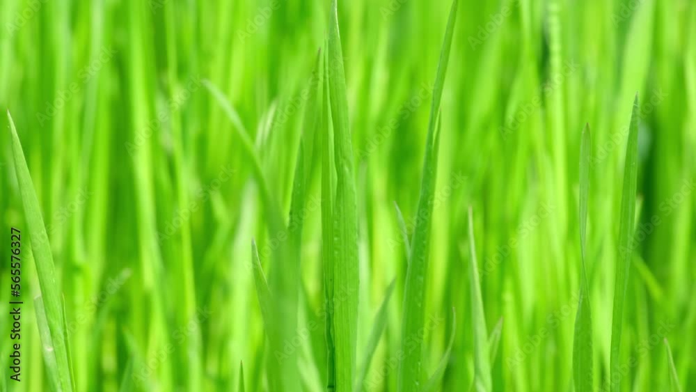 Fresh green grass close-up. Natural meadow grass slowly swayed by wind blow. Grass swaying in the wind in slow motion. Green environment concept. Сlose-up Fresh green grass close-up. Natural meadow grass slowly swayed by wind blow. Grass swaying in the wind in slow motion. Green environment concept. Сlose-up