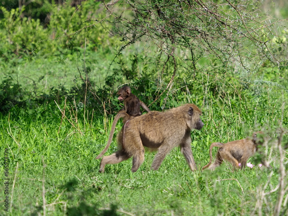 Fototapeta premium Olive Baboon with young