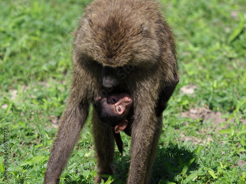 Olive Baboon with young