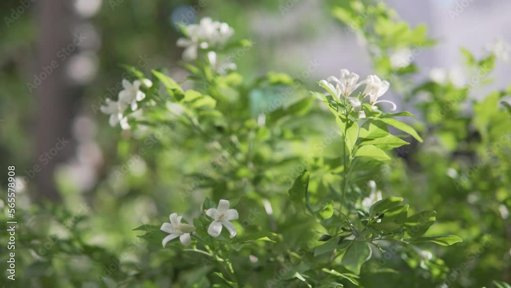 Jasmine flowers are swaying in wind. Wonderful blooming jasmine Jasmine flowers are swaying in wind. Wonderful blooming jasmine