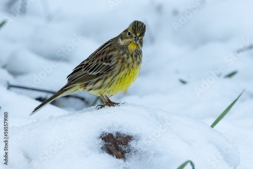 Goldammer (Emberiza citrinella) im Schnee © Lothar Lenz