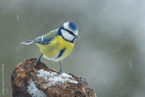 Blaumeise (Cyanistes caeruleu)