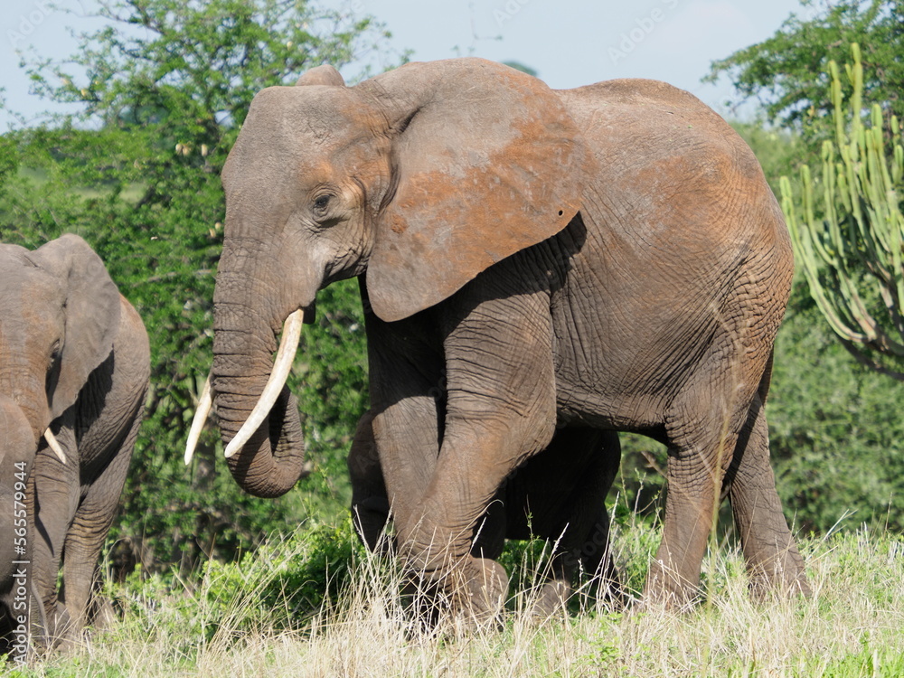 Fototapeta premium Herd of elephants in Tanzania
