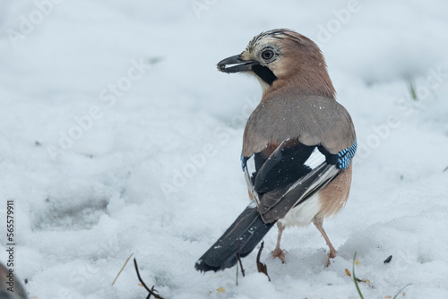 Eichelhäher (Garrulus glandarius) photo