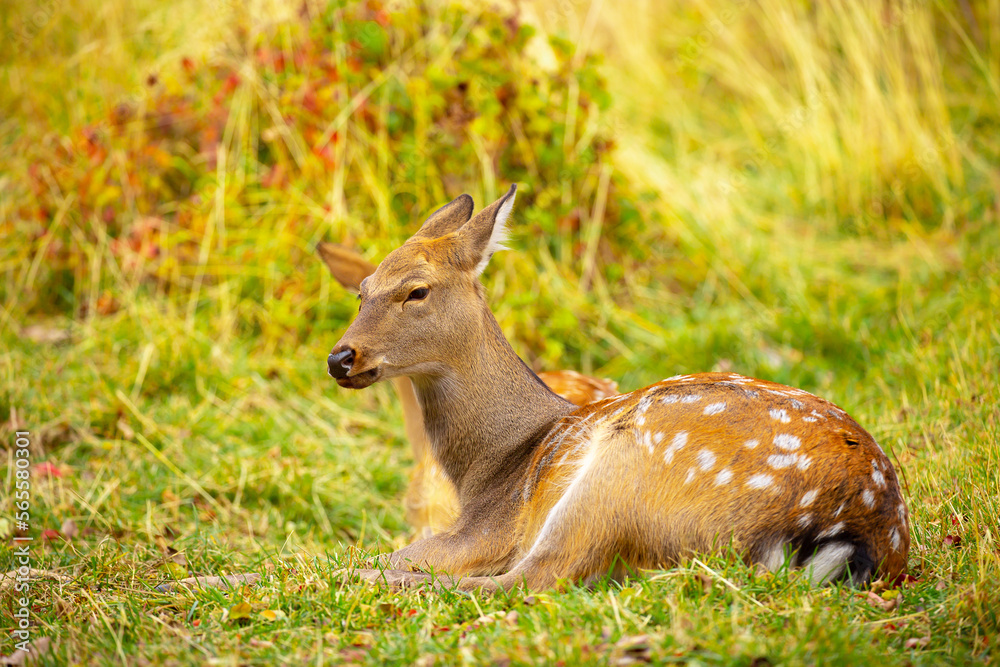 Beautiful sika deer in the autumn forest against the background of colorful foliage of trees. Fairy forest autumn landscape with wild animals. Beautiful sika deer in the autumn forest against the background of colorful foliage of trees. Fairy forest autumn landscape with wild animals.