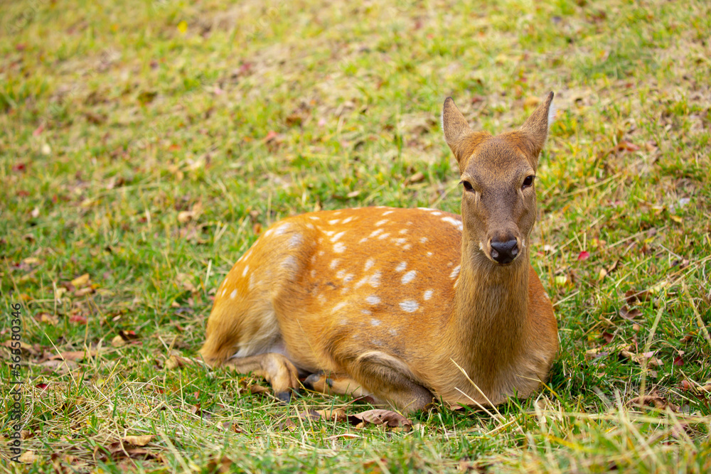 Fototapeta premium Beautiful sika deer in the autumn forest against the background of colorful foliage of trees. Fairy forest autumn landscape with wild animals.