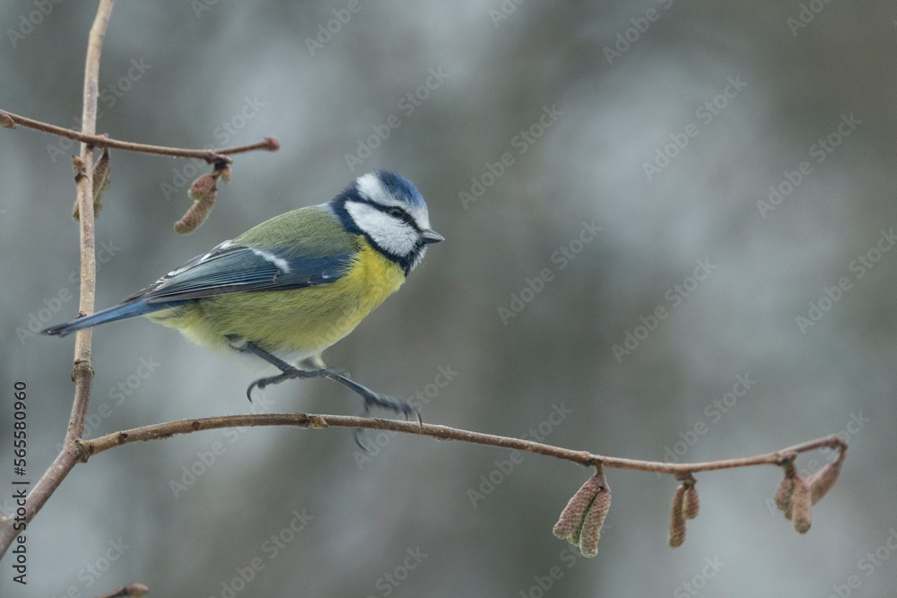 Fototapeta premium Blaumeise&nbsp;(Cyanistes caeruleu)