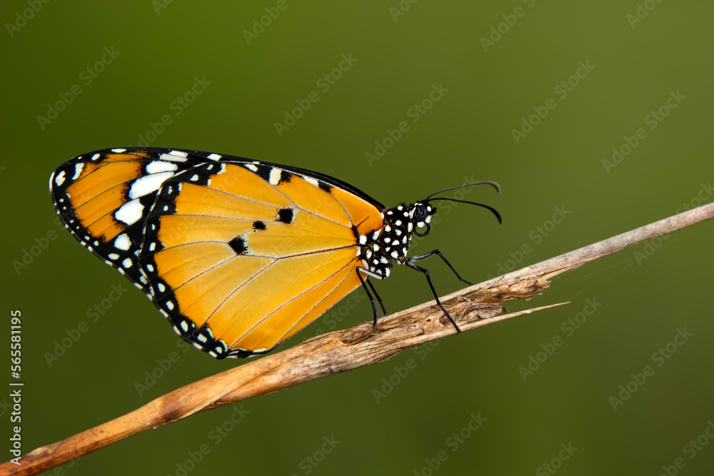 Fototapeta premium Macro shots, Beautiful nature scene. Closeup beautiful butterfly sitting on the flower in a summer garden.