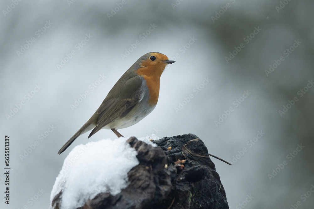 Rotkehlchen (Erithacus rubecula) Rotkehlchen (Erithacus rubecula)