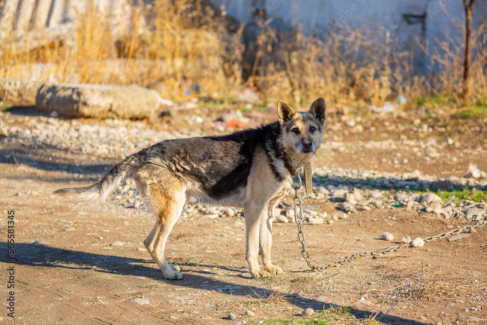 Fototapeta premium A dog on a chain guards the territory. The dog lives in captivity, suffers from inhumane treatment of animals. Animal protection.