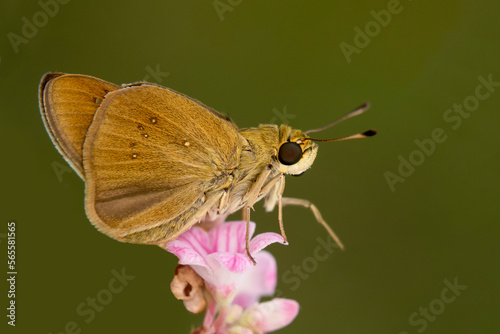  Macro Photography of Moth on Twig of Plant.