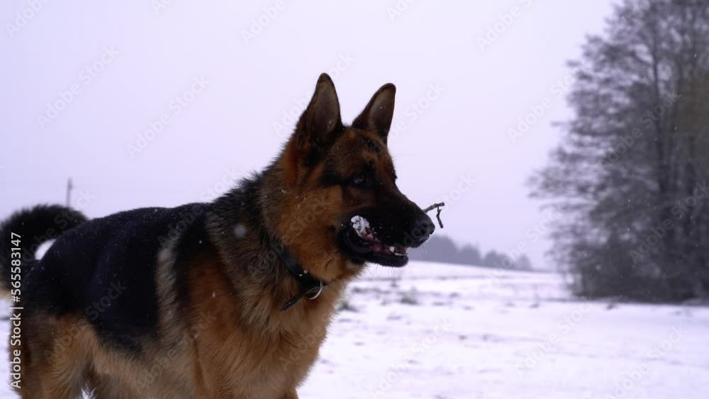 Big Beautiful Sheepdog holds a stick in his mouth. Snowing. Slow motion. Big Beautiful Sheepdog holds a stick in his mouth. Snowing. Slow motion.