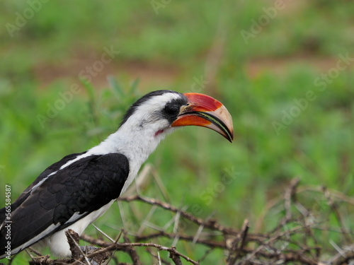 Red billed hornbill © Jennifer de Montfort