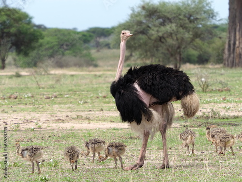 An ostrich family with chicks