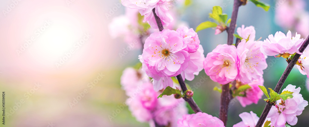 Sakura flowering. Large lush sakura flowers on a tree on a dark background in sunny weather Sakura flowering. Large lush sakura flowers on a tree on a dark background in sunny weather