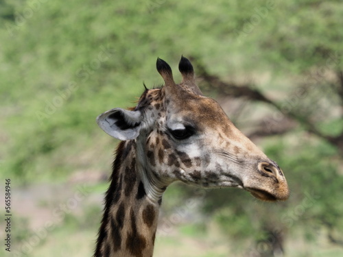 Fototapeta Naklejka Na Ścianę i Meble -  Giraffe in Tanzania