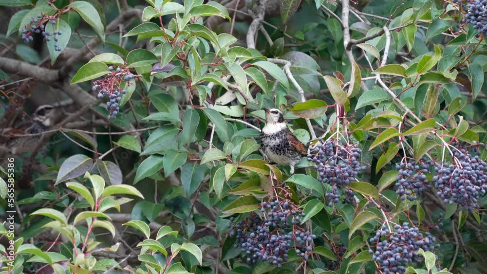 dusky thrush on a branch dusky thrush on a branch