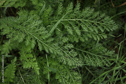 close up of branch of achillea millefolium